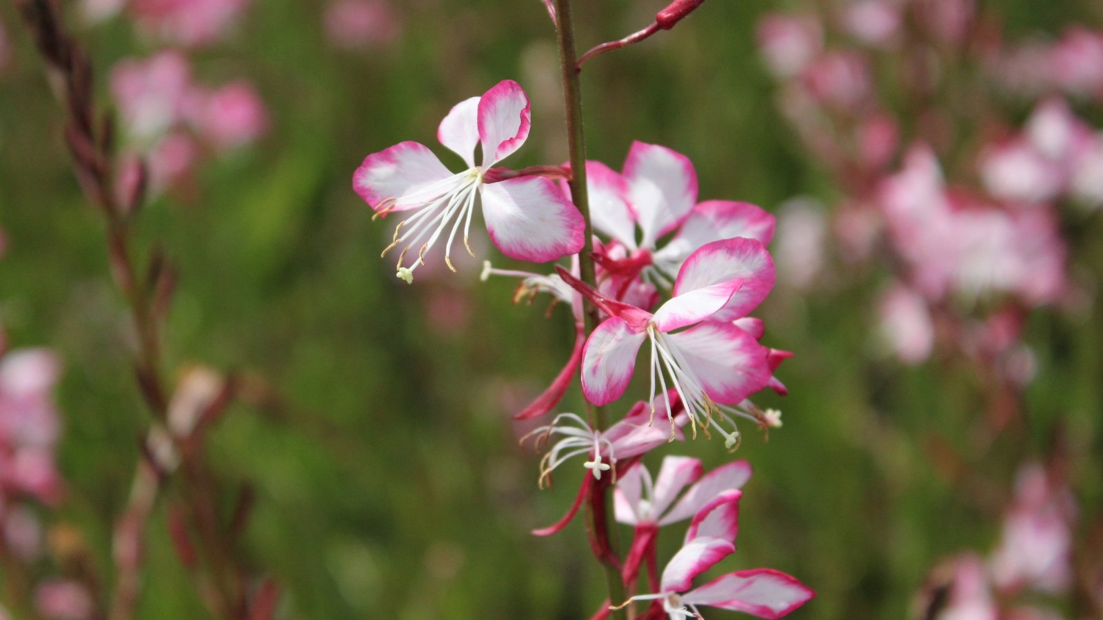 The Gaura 'Rosy Jane' flowers exhibit clusters of delicate pink blooms with white centers, adorning slender stems.