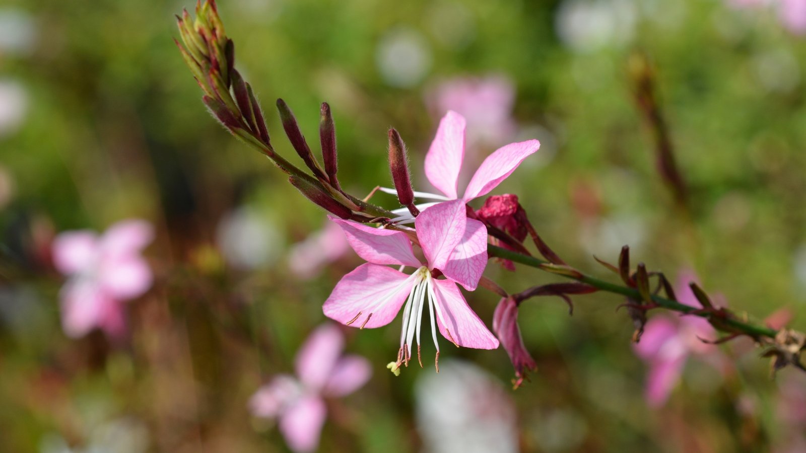 Gaura 'Siskiyou Pink' displays slender stems adorned with clusters of soft pink flowers and lance-shaped green leaves.