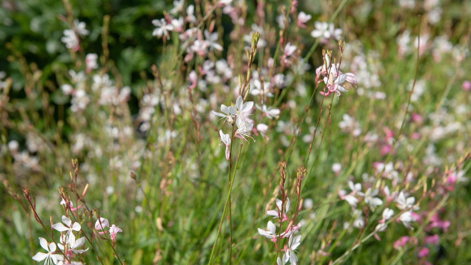 Close-up of flowering plant Gaura 'Sparkle White' featuring stems adorned with pure white flowers resembling delicate butterflies, set against lance-shaped green foliage.