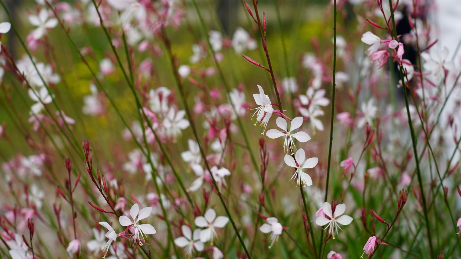 Gaura 'Whirling Butterflies' showcases wiry stems adorned with masses of delicate white flowers resembling fluttering butterflies, creating a mesmerizing and graceful display.