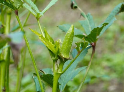 Okra companion plants