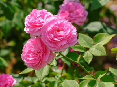 Close-up of blooming Old Garden Roses in a sunny garden. Beautiful pink rose 'Louise Odier', a classic hybrid perpetual rose, displays a charming appearance characterized by its abundant clusters of large, cupped flowers. Each bloom features rose petals, forming a graceful, rounded silhouette. The plant has a dark green, glossy foliage with jagged edges.