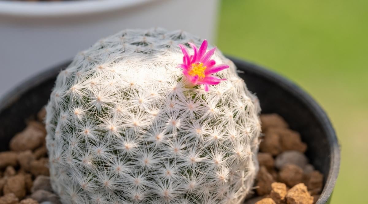 Old Lady Cactus