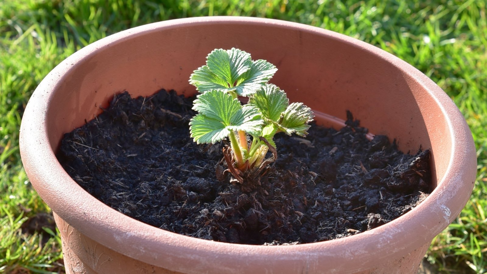 A close-up of a brown pot filled with strawberry seedlings nestled in rich, dark soil. In the blurred background, green grasses provide a natural setting, enhancing the sense of growth and renewal.