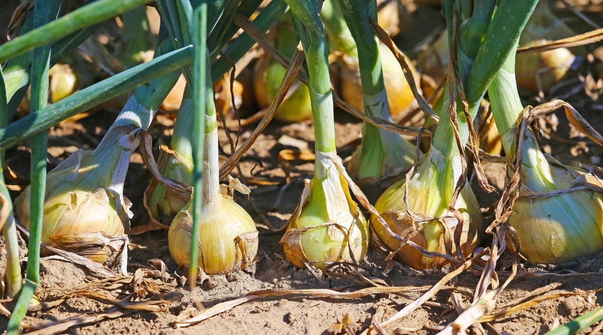 Close-up of mature onion plants in a sunny garden bed. The onion plant consists of a short underground rounded bulb. Elongated, thin and hollow leaves emerge from the bulb, forming a dense group of green cylindrical stems.