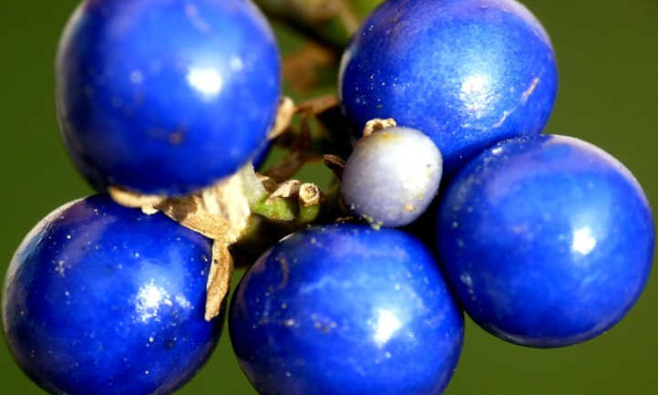 Ophiopogon japonicus berries