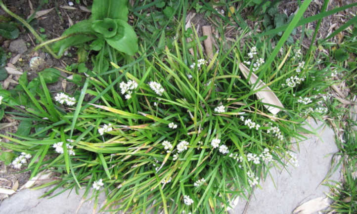 Ophiopogon japonicus with white flowers