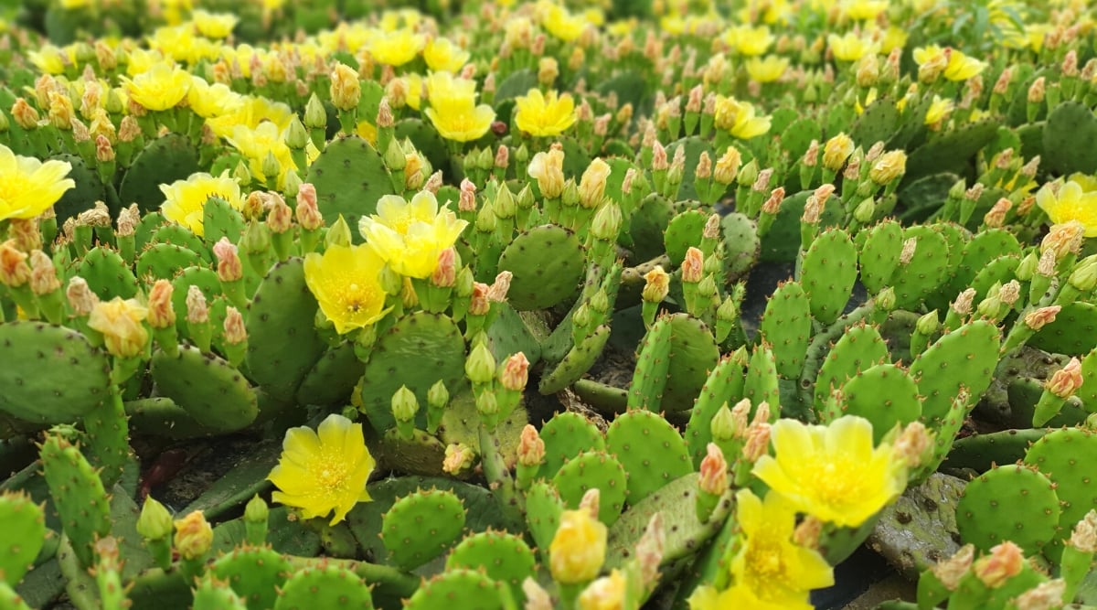 Close-up of many flowering Opuntia humifusa plants. Opuntia humifusa, commonly known as eastern prickly pear or low prickly pear, is a perennial cactus. It is known for its characteristic paddle-shaped stems, thorns, and showy yellow flowers. The plant forms low spreading clusters. Its stems, known as cladodes, are flattened and fleshy, resembling thick, rounded pads. Cladodes are green in color and covered with small, sharp spines. Opuntia humifusa produces bright yellow flowers. The flowers are large, with numerous petals and a bright yellow color.