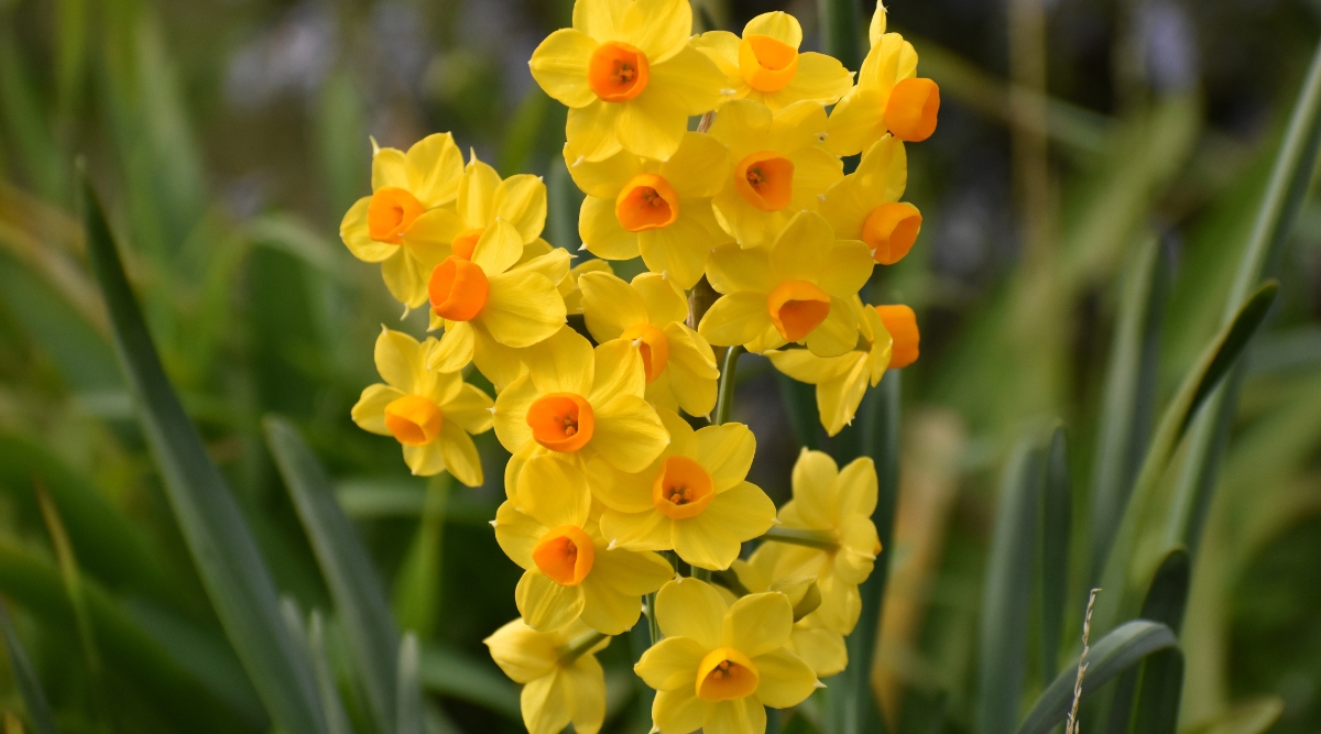 A close-up of the ‘Grand Soliel d’Or’ variety of paperwhite showcases clusters of delicate blooms. Their yellow petals exude a golden hue, while vibrant orange centers punctuate each flower, all set against a backdrop of lush, blurred green leaves.
