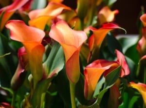 A cluster of orange calla lilies gracefully reaching towards the sky. Each flower exhibits a unique curve and contour, showcasing the intricacy of its petals as they unfold, creating a mesmerizing dance of color and form.