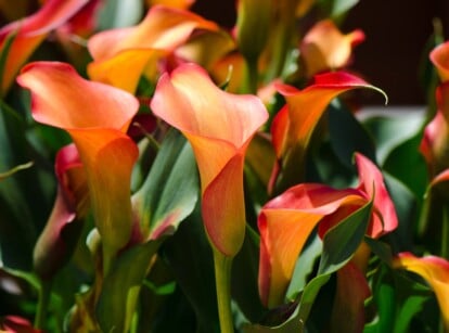 A cluster of orange calla lilies gracefully reaching towards the sky. Each flower exhibits a unique curve and contour, showcasing the intricacy of its petals as they unfold, creating a mesmerizing dance of color and form.