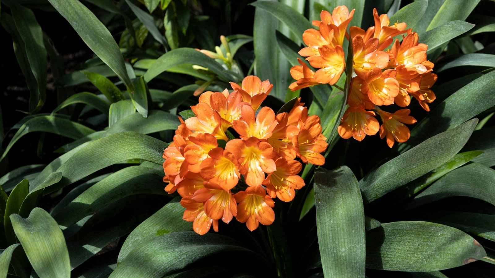 Clivia miniata showcases glossy, dark green leaves that form a fountain-like tuft, giving rise to clusters of trumpet-shaped flowers in fiery hues of orange, held aloft on sturdy stalks.