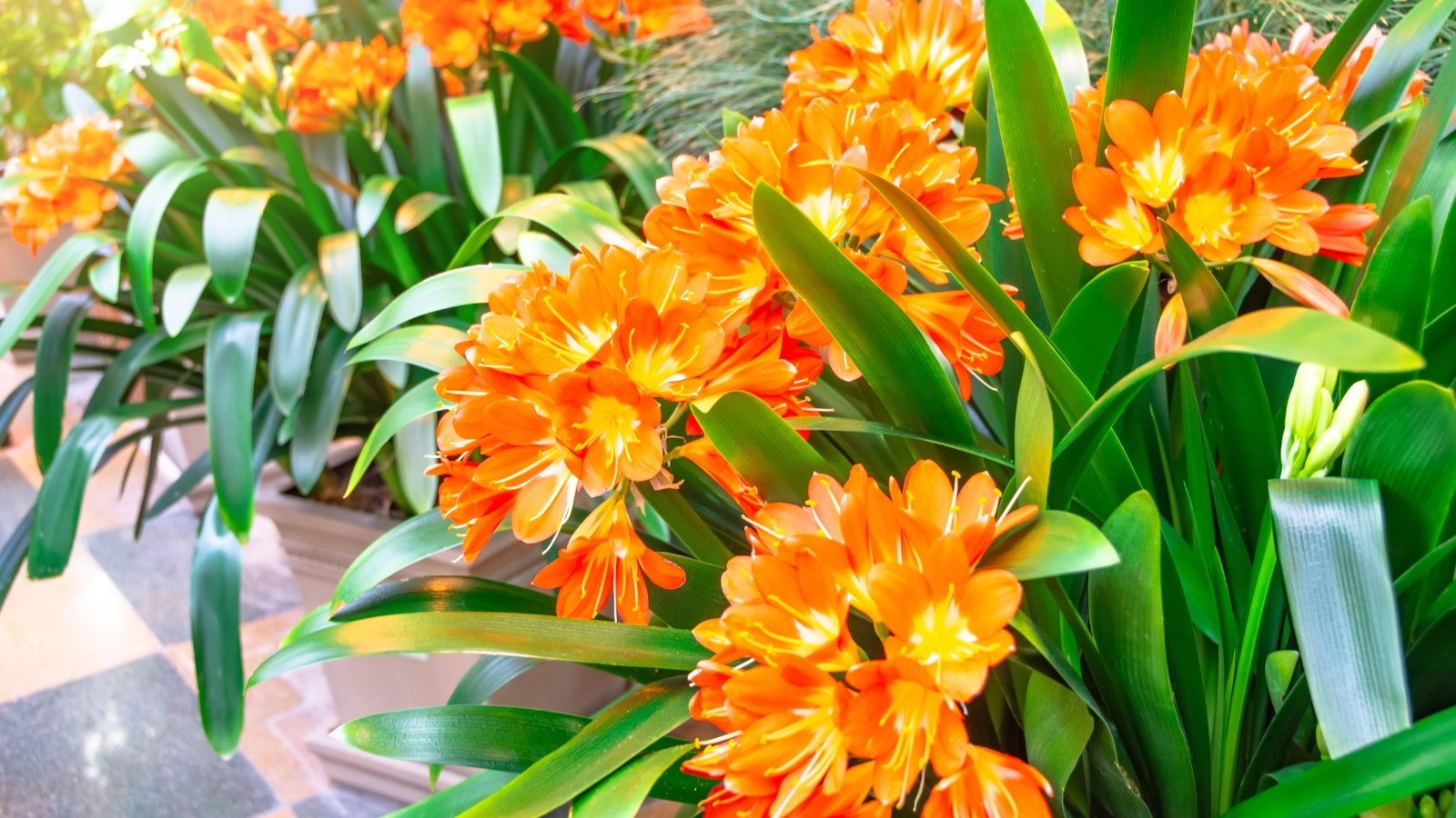 View of Clivia miniata plants in large flowerpots in a sunny garden, which features glossy, dark green leaves arranged in a tufted manner, giving rise to clusters of trumpet-shaped flowers in orange hues, emerging from sturdy stalks.