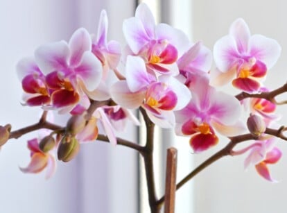 beautiful rose pink and creamy white orchid blooms sit near the drapes of a window in a bright room.