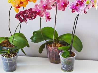 Close-up of blooming colorful orchids in plastic orchid pots on a white table indoors. There are plastic pots of different sizes and shades. Two of the pots are clear and the other two are translucent with purple and blue tints. Orchids have large flowers with colorful patterns. Some flowers are bright yellow with purple veins, others are deep purple with contrasting labellums, and two more orchids have white flowers with abundant pink veins and freckles.