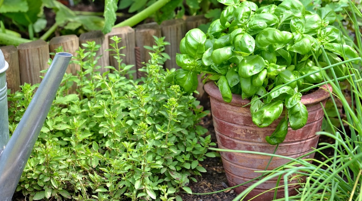 Close-up of growing basil in a large clay pot next to a garden bed with growing oregano. Basil has large oval, slightly cupped, smooth, glossy green leaves. Oregano consists of upright stems with oval green leaves that are slightly hairy.