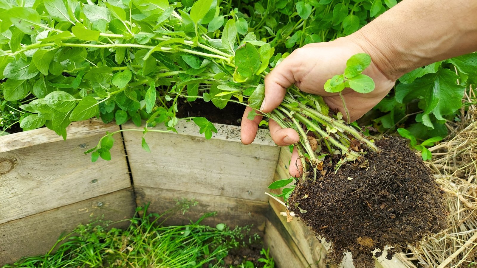 A close-up image depicts a woman's hands delicately holding freshly dug-up oregano seedlings, preparing them for propagation by dividing them in the garden.