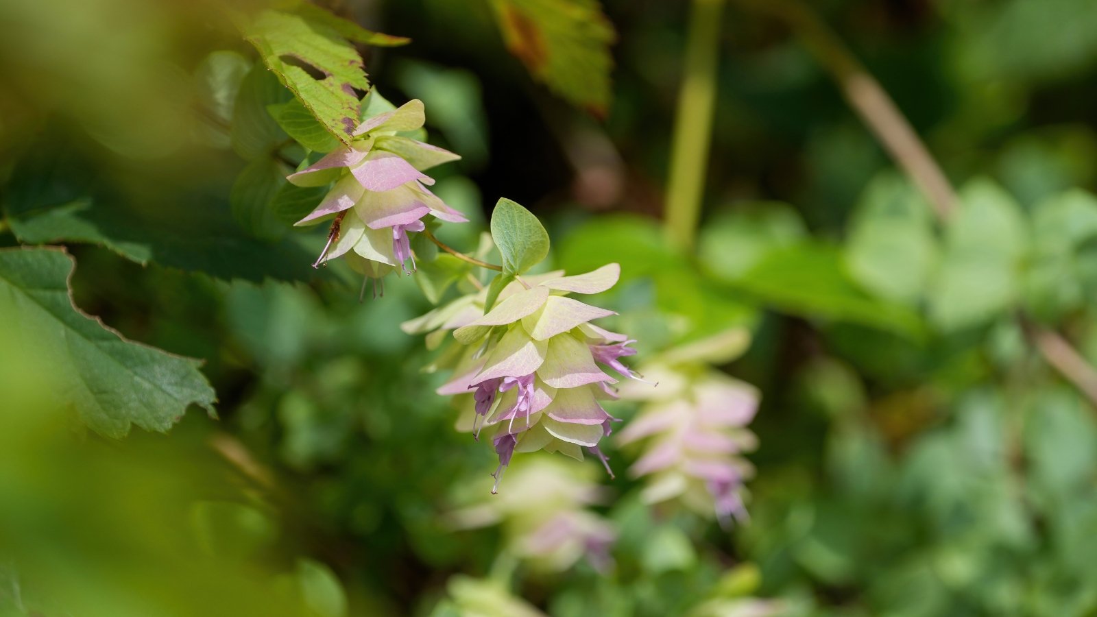 Close-up of Ornamental Oregano featuring slender, upright stems clothed in small, lance-shaped leaves with a delightful green hue and subtle variegation, while its charming clusters of petite pink flowers, resembling delicate bells, elegantly adorn the plant.