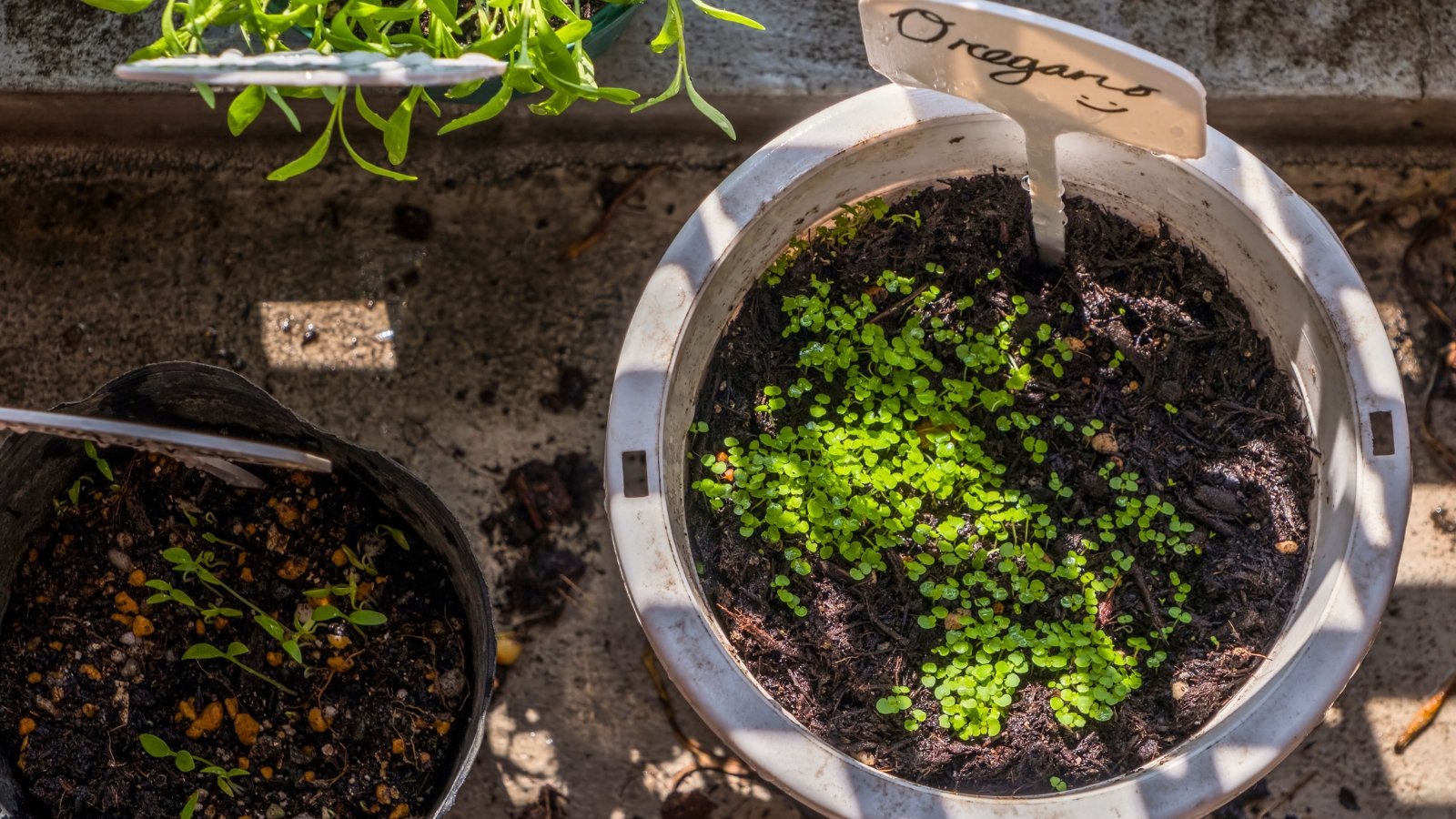 Close-up of a large white pot containing small oregano seedlings and an Oregano signature sign inserted into the soil.