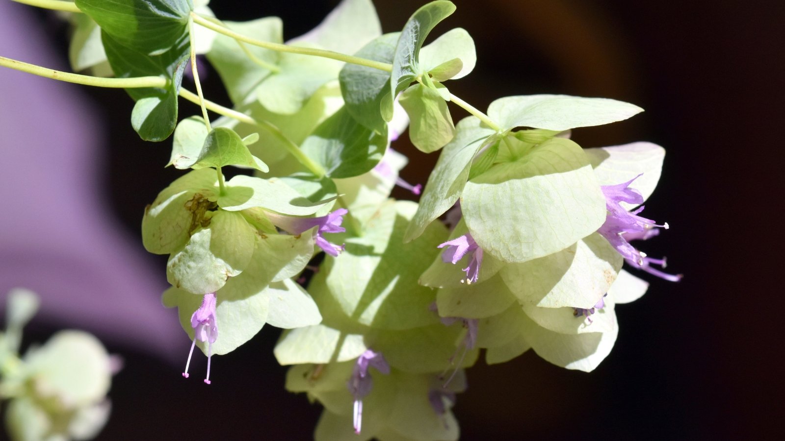 Close-up of Ornamental Oregano ‘Kirigami’ in full sun in the garden, showing off its intricately variegated, lance-shaped leaves of vibrant green, complemented by clusters of dainty lavender flowers resembling miniature bells.