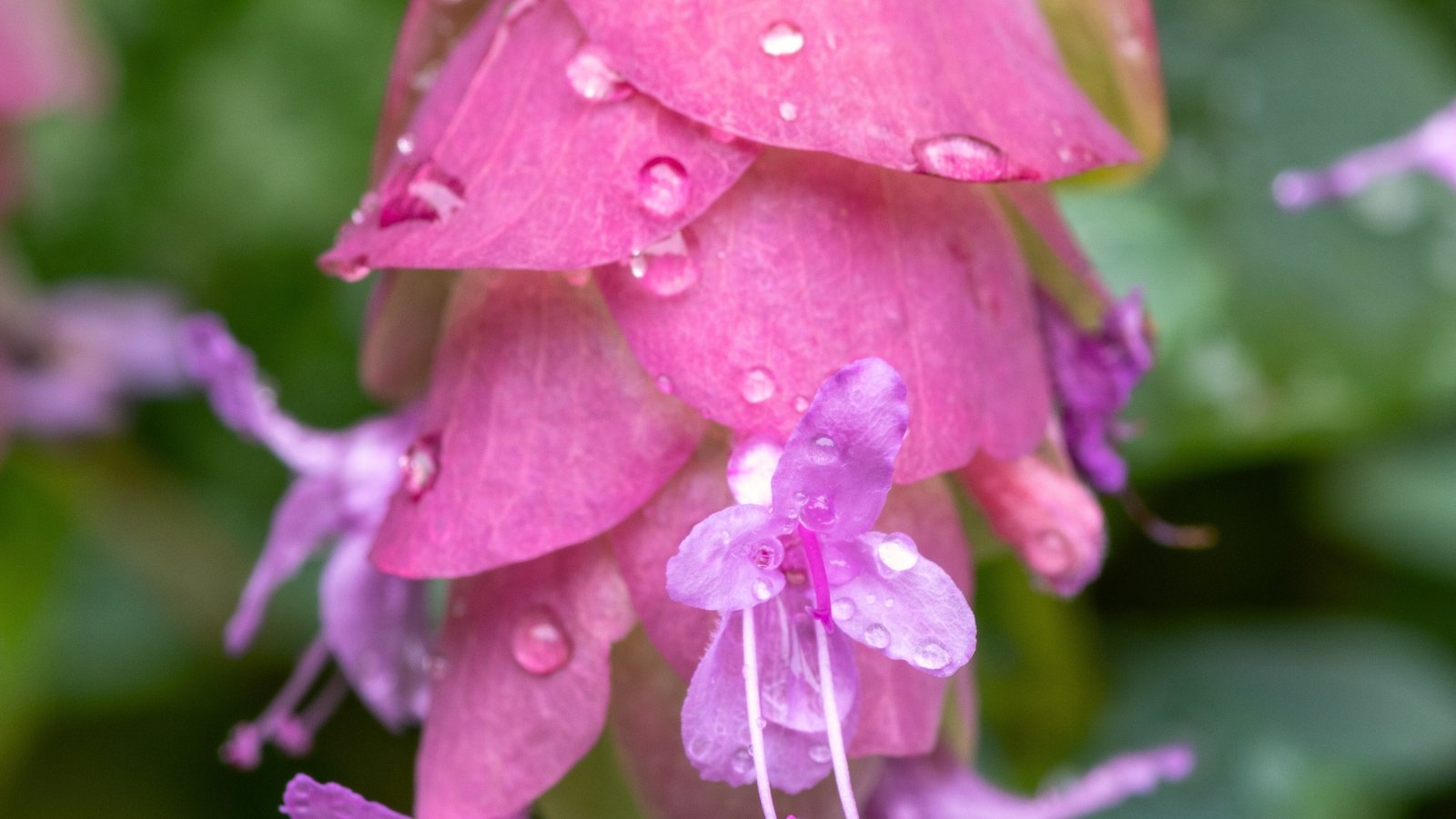 A close-up of the miniature, tubular pink flowers of Oregano 'Kent Beauty', which are accompanied by cascading clusters of delicate, pinkish-purple bracts.