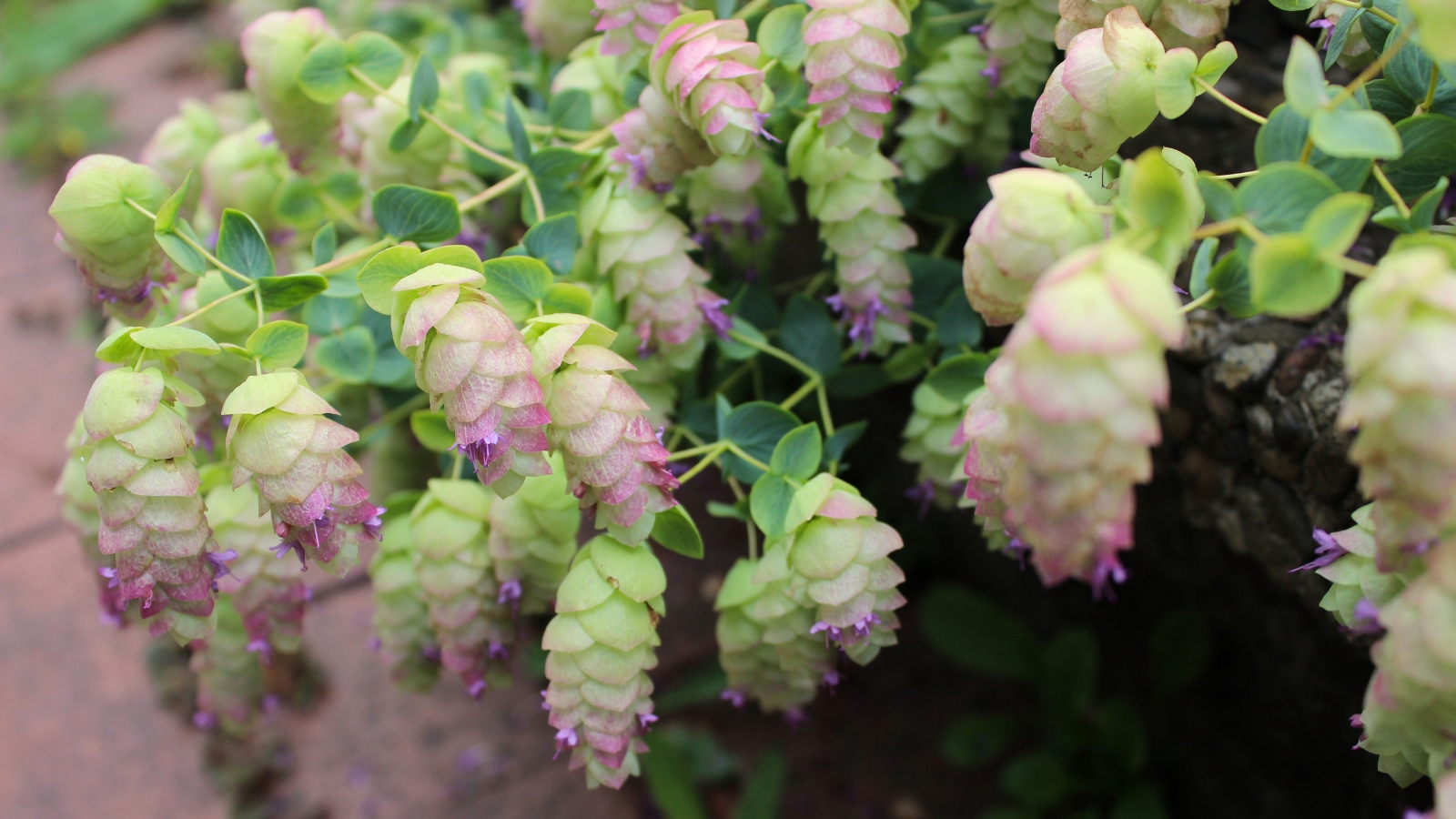 The 'Kent Beauty' Oregano showcases trailing stems with delicate, silver-green leaves, adorned by graceful, pendulous clusters of pinkish-purple bracts and tiny, tubular flowers.