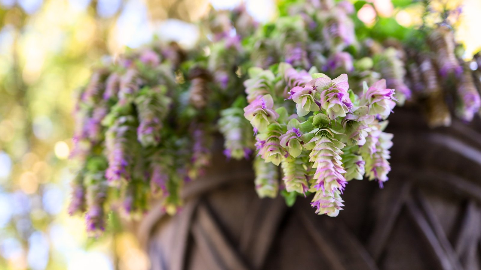 A hanging decorative pot showcases the 'Kent Beauty' Oregano flowering plant, its trailing stems cascading gracefully downward, adorned with delicate blossoms and bracts.