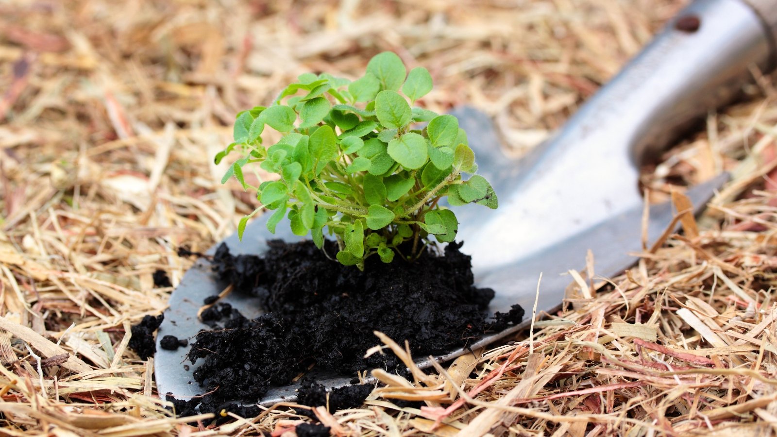 Close-up of a garden trowel with a young oregano seedling on straw mulched soil.