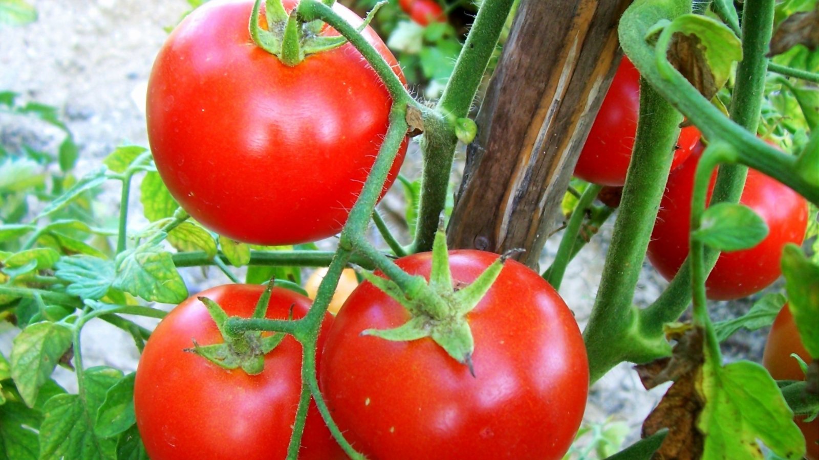 Ripe 'Ace 55' tomatoes, vibrant red and plump, hanging from lush green vines.