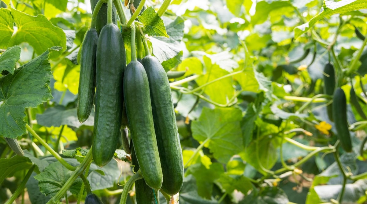 A close-up of a cluster of long, slender organic cucumbers hanging from a vine. They hang from a thick, green vine, their dark green skin glistening with morning dew. The background is filled with lush, emerald green vine leaves, creating a vibrant and healthy-looking scene.
