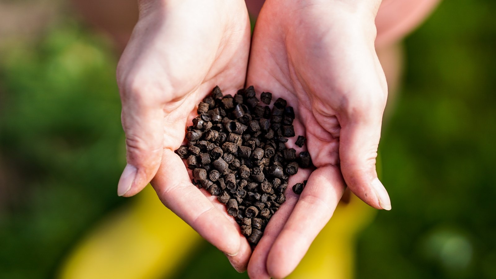 Close-up of a gardener's hands holding a handful of brown organic granular fertilizer against a blurred lawn.