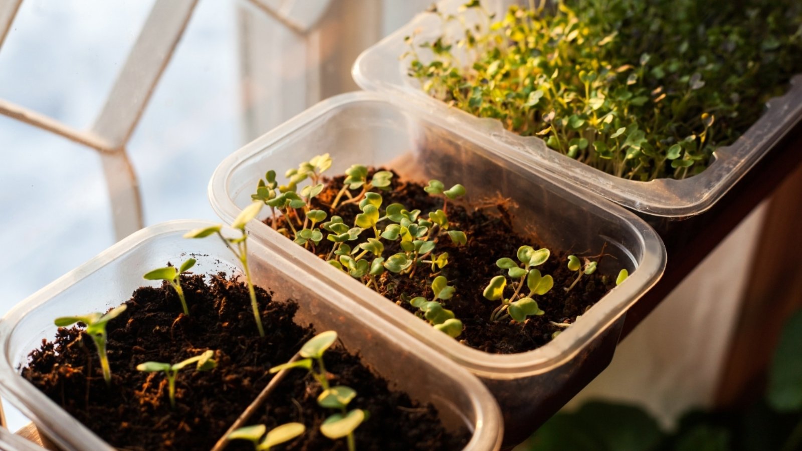 Three white plastic trays sit on a windowsill, filled with dark, moist soil. Sprouts of various heights and thickness carpet the soil, their leaves a vibrant shade of green. A few delicate stems stretch towards the window, bathed in the soft glow of the morning sun.