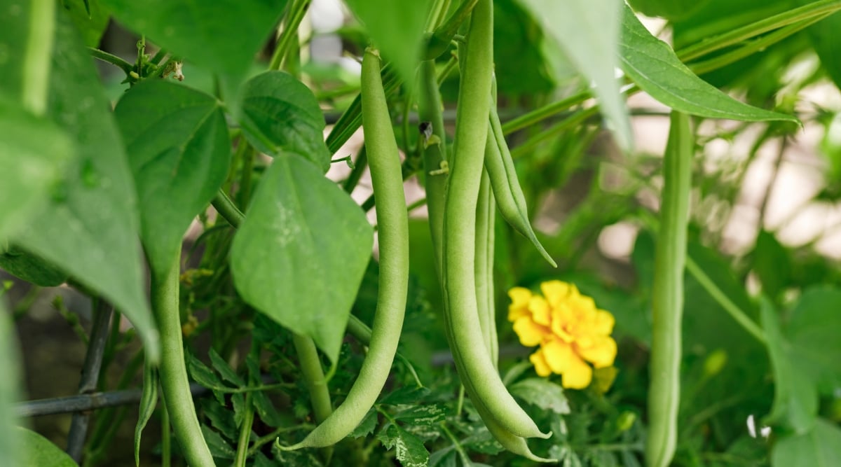 This close-up captures the bounty of a 'Provider' bush bean plant. Plump, emerald green snap beans hang from the vine, their smooth surfaces glistening with morning dew.  A vibrant yellow bean flower peeks out from the foliage in the background, adding a touch of sunshine to the scene.
