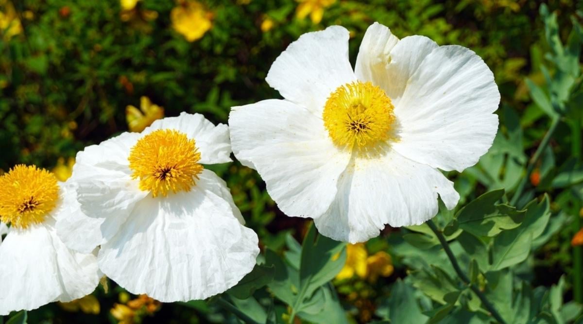Oriental Poppy
