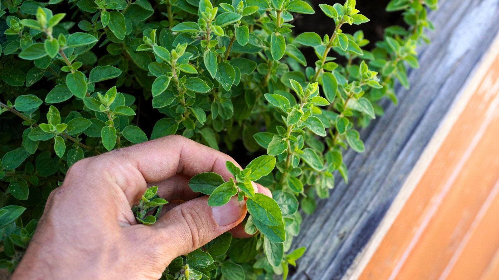 A man's hand displays an Oregano plant on a wooden raised bed that showcases small, oval-shaped leaves with a fuzzy texture.