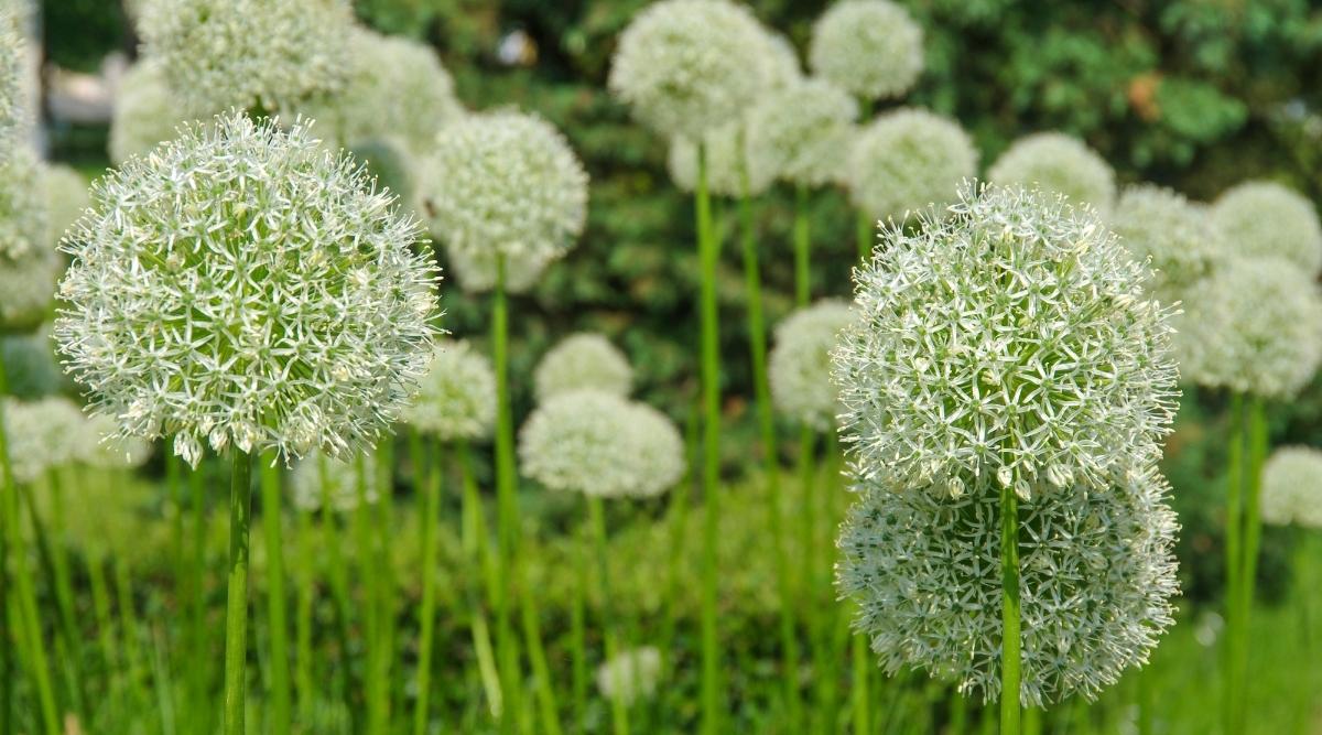 Ornamental Onion
