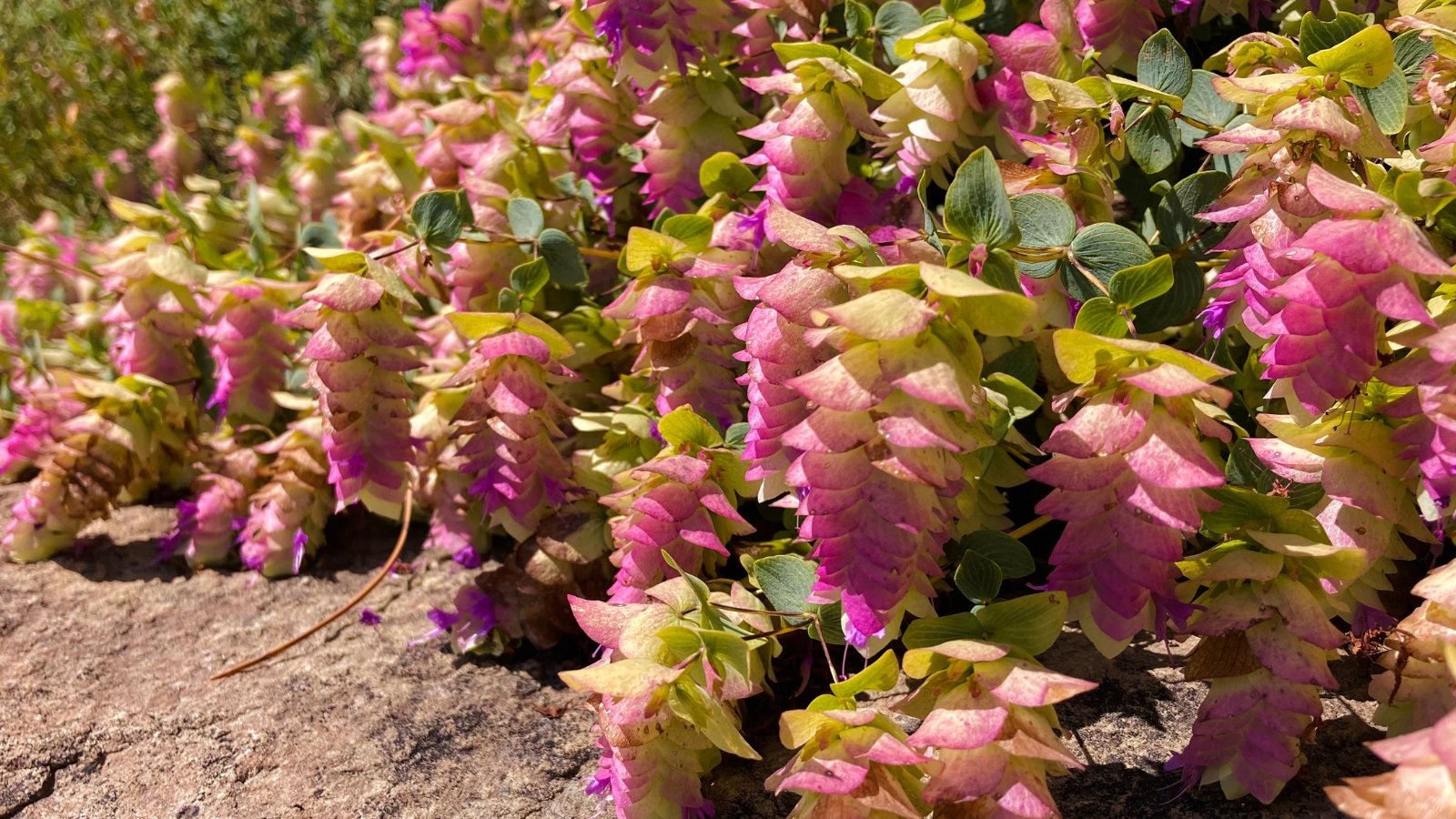 Ornamental oregano is characterized by its compact, bushy growth, featuring small, green leaves and clusters of delicate flowers ranging in color from pink to purple, adding beauty to the sunny garden.