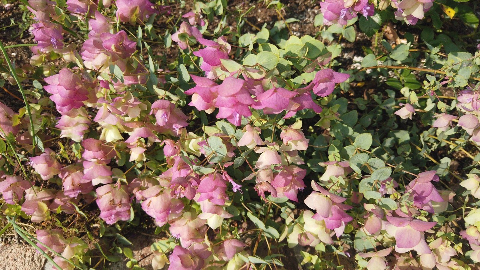 The Oregano 'Kirigami' features trailing stems with small, ovate leaves displaying hints of purple, adorned with clusters of tiny pink flowers, forming delicate globe-like inflorescences.