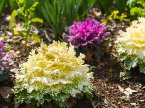 ornamental vegetables. Close-up of Ornamental cabbages in a garden bed, featuring large, rosette-shaped leaves in shades of purple, pink, green, and white.