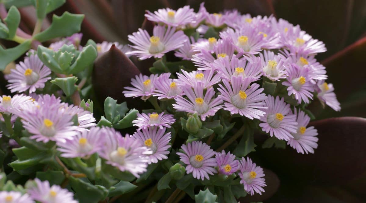 Flowering Deltoid-Leaved Dew Plant