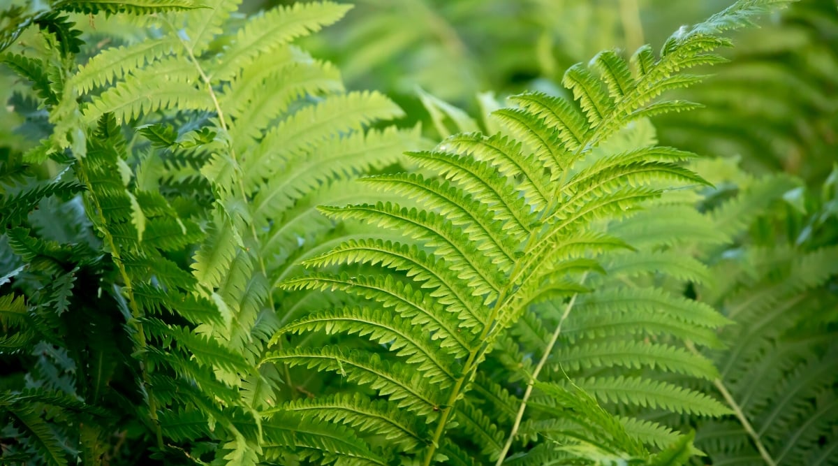 Close-up of lush Ostrich ferns foliage in a garden. The plant has beautiful large leaves of bright green color. The leaves have a pinnate appearance and consist of many finely dissected leaflets.