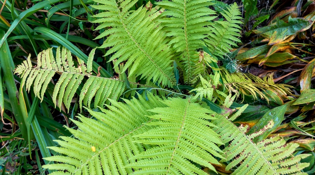 Close-up of an Ostrich ferns plant in a garden with damaged leaves. The leaves are large, pinnate, composed of many finely dissected bright green leaflets. These leaflets have brown crispy tips due to improper care and watering.