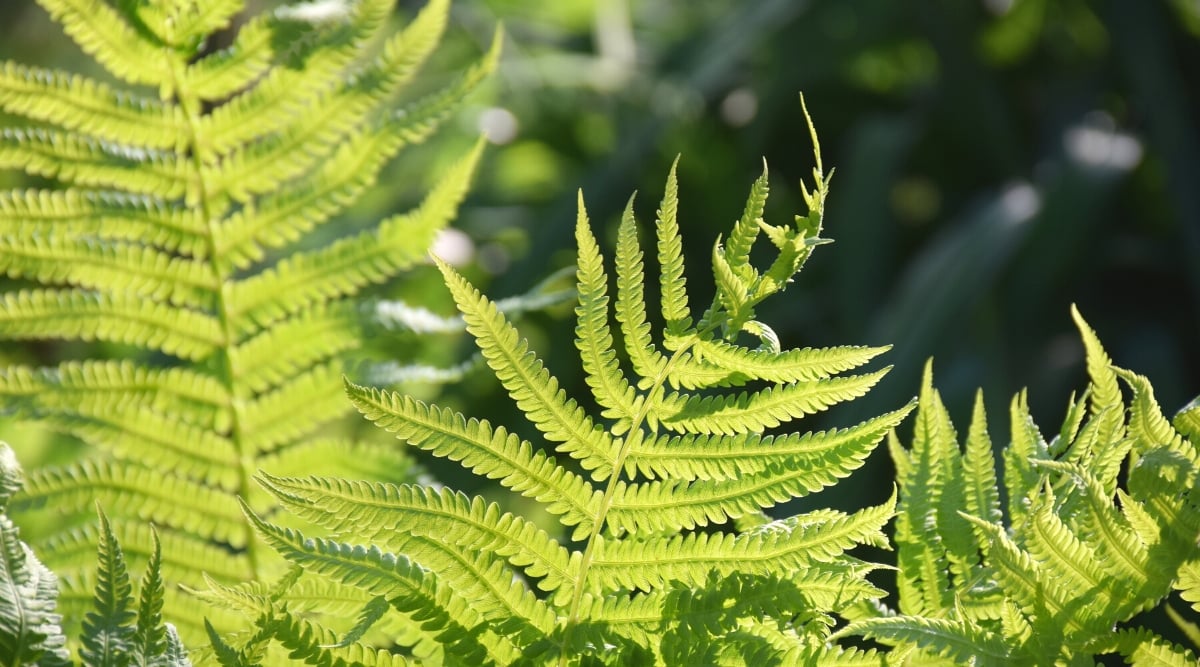 Close-up plan of Ostrich fern in sunlight. The plant produces large feathery leaves. The leaves of ostrich ferns are long, lance-shaped, and pinnate, which means they have multiple leaflets arranged on either side of a central stem, resembling the appearance of ostrich feathers.