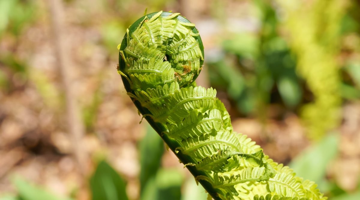 Close-up of fiddlehead ferns of the ostrich fern in the garden. Fiddlehead ferns of the ostrich fern (Matteuccia struthiopteris) are the young. They are called "fiddleheads" because their tightly coiled shape resembles the scroll of a violin or fiddle. They have a unique appearance with a coiled shape. The coiled fronts are tightly wound and have a cylindrical shape.