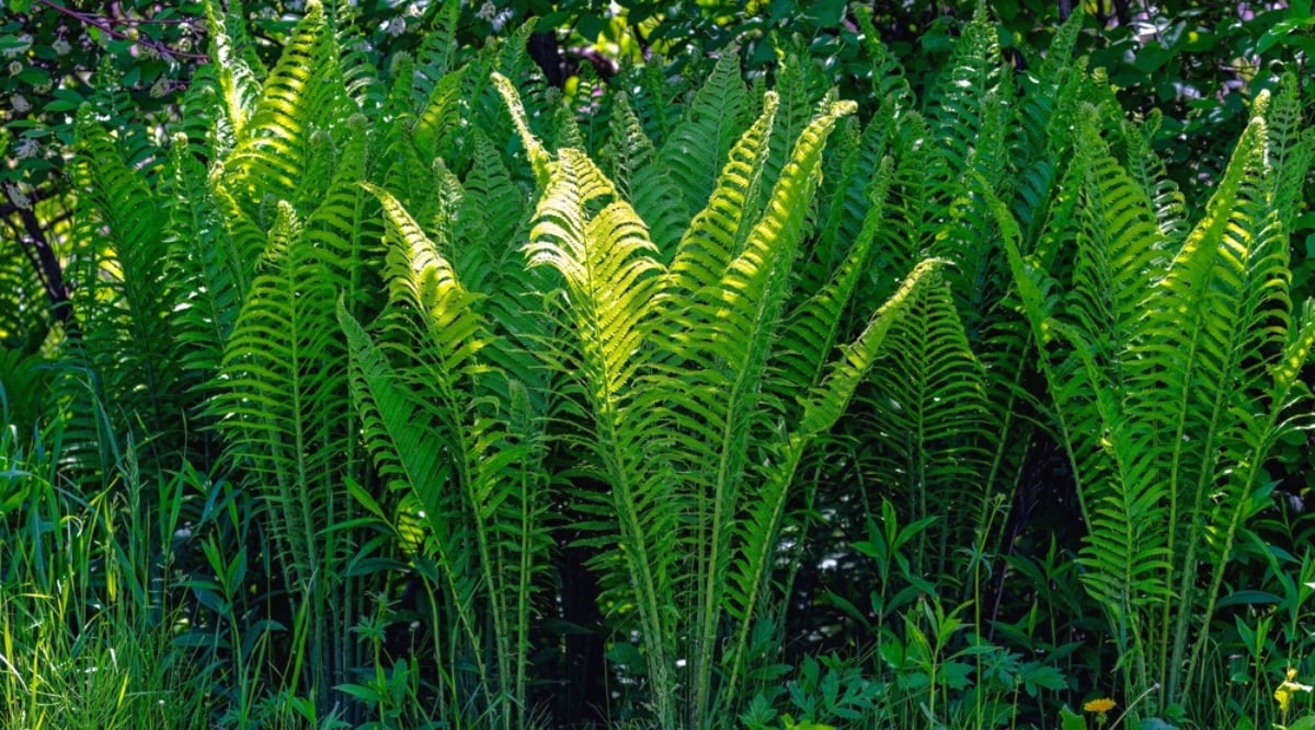 Close-up of Ostrich ferns (Matteuccia struthiopteris) in a sunny garden. The plant is characterized by bright feathery leaves reminiscent of ostrich feathers. The leaves are bright green, lush, and finely divided. Each front consists of multiple leaflets arranged along a central stem.