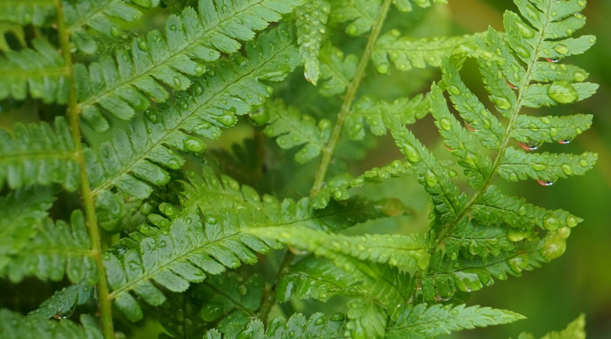 Close-up of Ostrich fern covered with drops of water. The plant has lush, bright green foliage that is finely dissected, giving it a delicate and feathery appearance.