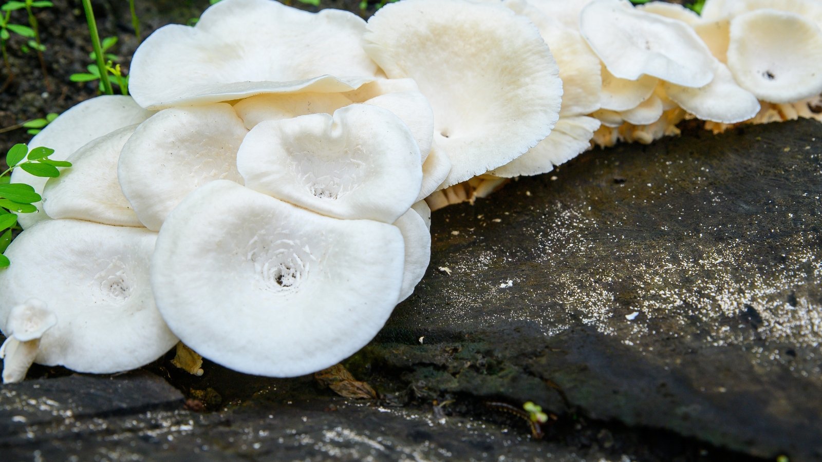 A cluster of large white caps growing on a damp wooden log in a shaded, natural outdoor environment.