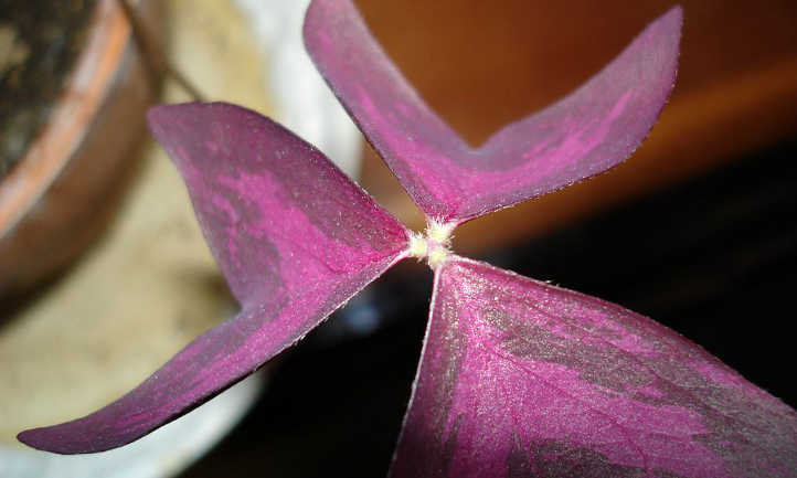 Oxalis leaf