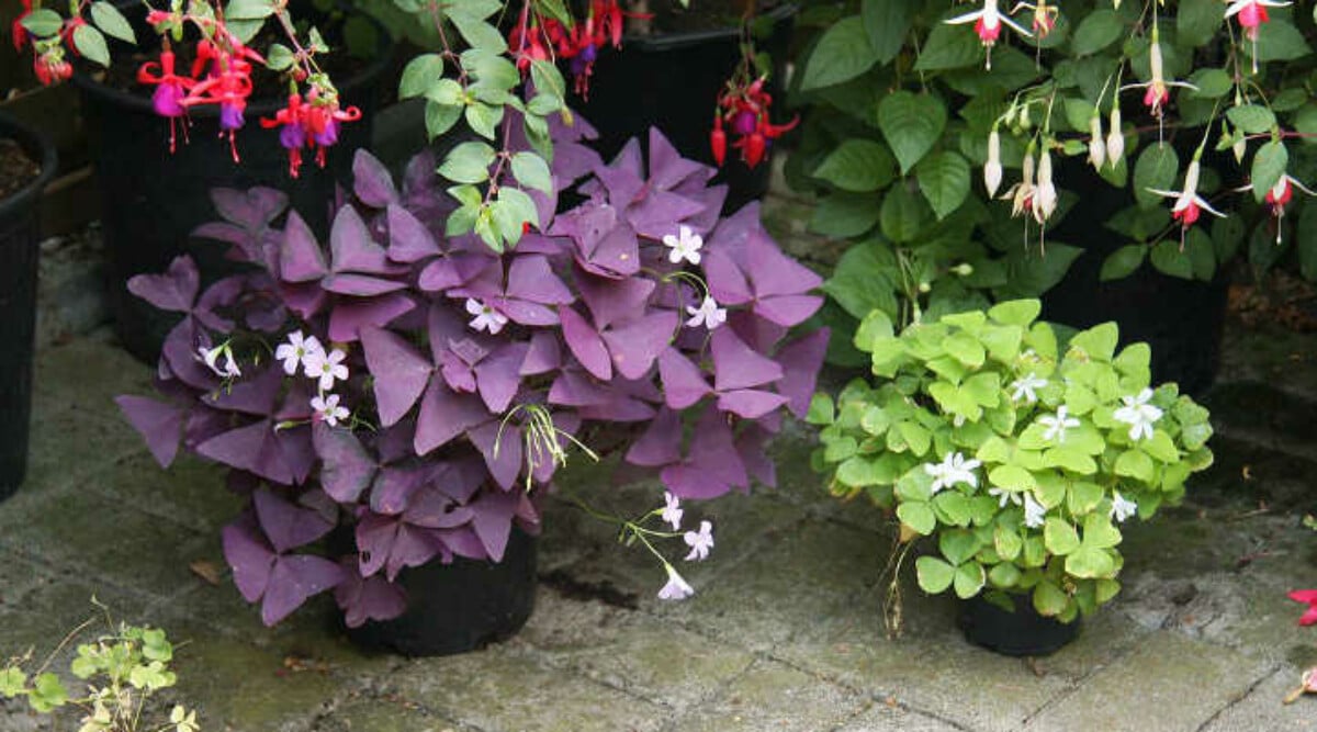 Oxalis triangularis