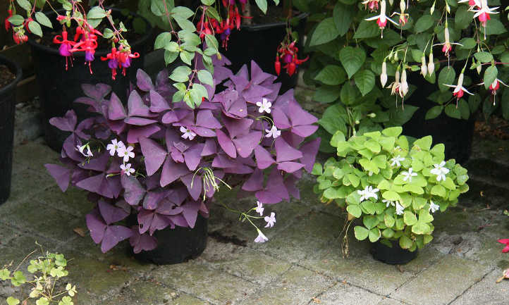 Oxalis triangularis